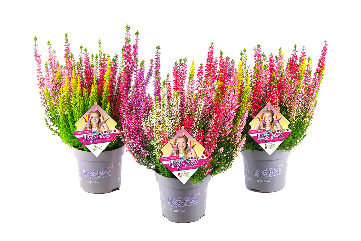 Calluna_vulgaris_HighFive
