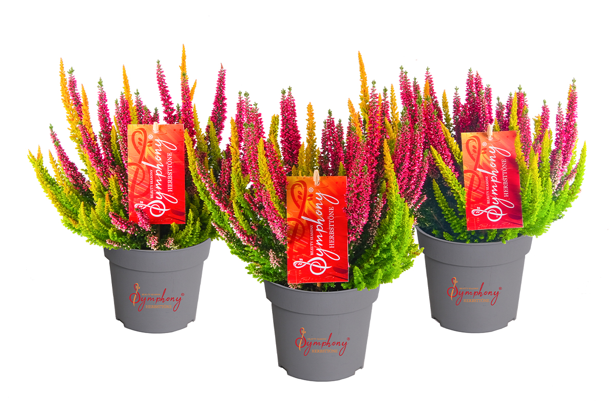 Calluna_vulgaris_Symphony_01