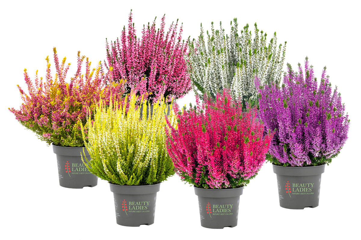 Calluna_vulgaris_einfarbig