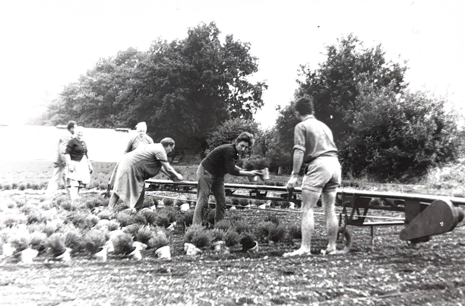 Geschichte_Eriken-ins-Freiland-räumen-in-Eythra